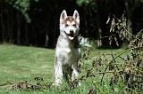 SIBERIAN HUSKY 378